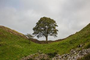 ein baum, der zwischen zwei hügeln auf einer römischen mauer in northumberland wächst foto