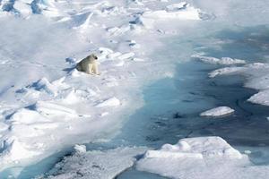 Ein Eisbär auf Meereis in der Arktis foto