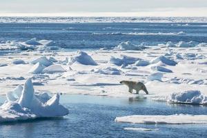 Ein Eisbär auf Meereis in der Arktis foto