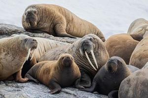 eine Walrosskolonie auf Spitzbergen in der Arktis foto