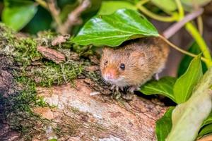 Waldmaus, die durch einige Blätter späht, während sie auf einem Baumstamm sitzt foto