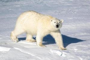 Ein Eisbär auf Meereis in der Arktis foto