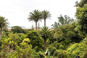 tropischer garten mit palmen auf den scilly-inseln foto