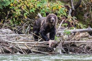 Grizzly-Braunbärjunges, das Lachs in Bella Coola isst foto