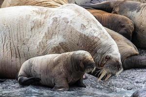 eine Walrosskolonie auf Spitzbergen in der Arktis foto