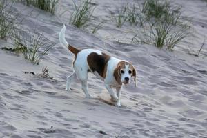 ein Beagle-Hund, der am Strand spielt foto