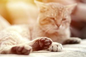 traurige Tabby-Katze, die draußen auf einem weichen Sofa liegt und sich mit der Pfote im Fokus ausruht foto