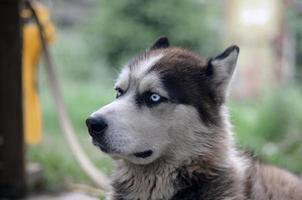 stolzer, hübscher junger Husky-Hund mit Kopf im Profil, der im Garten sitzt foto