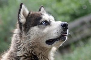 Arctic Malamute mit blauen Augen Schnauze Porträt Nahaufnahme. Dies ist ein ziemlich großer einheimischer Hundetyp foto