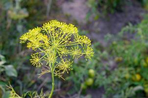 gelbe Blüten von Anethum Graveolens Dill in Gartenfeldern foto