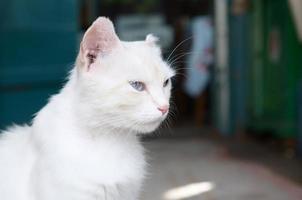 Reinweiße Katze mit türkisblauen Augen und rosa defekten Ohren foto