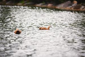 zwei wilde männliche und weibliche enten schwimmen und suchen nach nahrung im see auf dem territorium des parks in der stadt europa. Wasservögel. Natur und Tiere foto