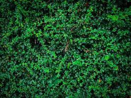 Grüne Büsche schmückten den Garten, Hintergrund foto