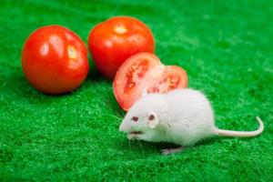 Nahaufnahme von frischen Tomaten in Wassertropfen auf dem grünen Gras und weiße Maus essen foto