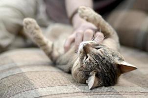 Eine süße große braune Tabby-Katze, die faul auf dem weichen Sofa liegt, während die Hand seinen Hals kratzt foto