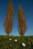 drei weiße Gänseblümchen auf dem Gras und zwei hohe Bäume gegen den blauen Himmel. foto