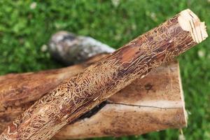 Holzscheit durch Rindenbeerle beschädigt. gefällter Baum foto