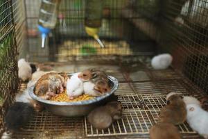 Entzückende Tiere, eine Familie süßer Hamster in verschiedenen Farben in einer mit Sägemehl gefüllten Kiste foto