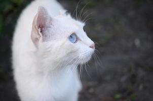 Reinweiße Katze mit türkisblauen Augen und rosa defekten Ohren foto