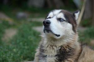 stolzer, hübscher junger Husky-Hund mit Kopf im Profil, der im Garten sitzt foto