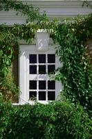 weißes fenster an grüner wand mit kletterpflanze. natürliche grüne blattgrasabdeckungswand mit weißem fensterhintergrund, umweltfreundlicher hintergrund foto