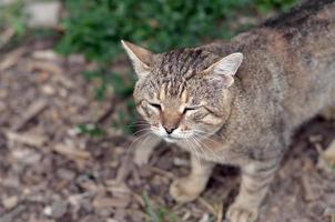 Trauriges Schnauzenporträt einer grau gestreiften Tabby-Katze mit grünen Augen, selektiver Fokus foto