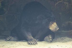 ein sonnenbär, der im zoo in jakarta ist. foto