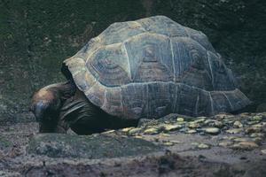 die aldabra-riesenschildkröte oder aldabrachelys gigantea ist eine der größten schildkröten der welt. foto