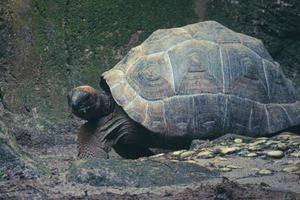 die aldabra-riesenschildkröte oder aldabrachelys gigantea ist eine der größten schildkröten der welt. foto