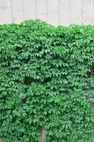 Grüner Efeu wächst entlang der beigen Wand aus bemalten Fliesen. Textur von dichtem Dickicht aus wildem Efeu