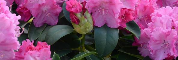 ein großer busch blühender rosa rhododendron im botanischen garten foto