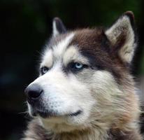 stolzer, hübscher junger Husky-Hund mit Kopf im Profil, der im Garten sitzt foto