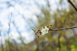 Zweig mit Kirschblüten. foto