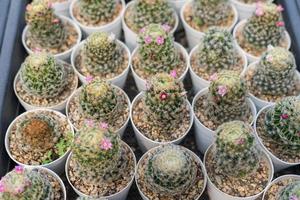 Mini-Kakteentopf im Garten dekorieren, verschiedene Arten schöner Kakteenmarkt oder Kakteenfarm foto