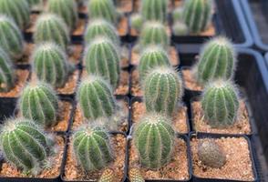 Mini-Kakteentopf im Garten dekorieren, verschiedene Arten schöner Kakteenmarkt oder Kakteenfarm foto