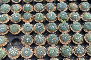 Mini-Kakteentopf im Garten dekorieren, verschiedene Arten schöner Kakteenmarkt oder Kakteenfarm foto