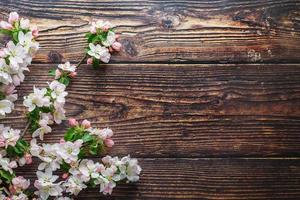 Sakura blüht auf einem dunklen rustikalen Holzhintergrund. Frühlingshintergrund mit blühenden Aprikosenzweigen und Kirschzweigen foto