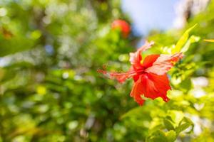 rote Hibiskusblüte auf grünem Hintergrund. Hibiskus. geringe schärfentiefe, naturhintergrund, tropischer park, exotische blumen auf unscharfem hintergrund foto