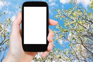 Smartphone und blühender Kirschbaum und blauer Himmel foto