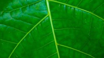 grüne Blätter Textur als Hintergrund foto