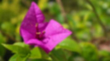 schöne und atemberaubende rosa Bougainvillea-Blumen foto