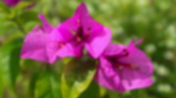 schöne und atemberaubende rosa Bougainvillea-Blumen foto