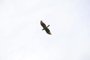 veränderbarer Falkenadler, der über das Reservat fliegt foto