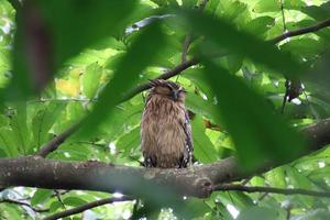 Buffy Fish Owl unter dem Baldachin foto