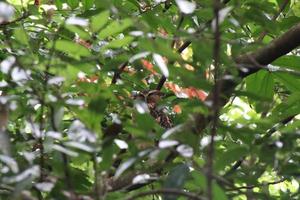 Buffy Fish Owl unter dem Baldachin foto