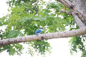 Halsbandeisvogel oben auf den Baumwipfeln foto