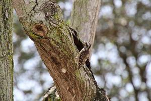 Sunda-Zwergspecht, der auf einem Baum pickt foto