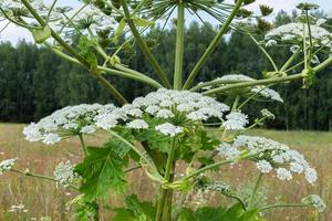 Kuhpastinake blüht im Sommer auf einer Wiese foto