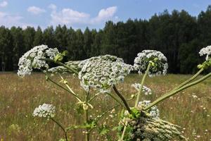 Bärenklau blüht in einem Feld auf blauem Himmelshintergrund foto