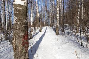 Pfad im Winterwald. weißer Schnee und Birke foto